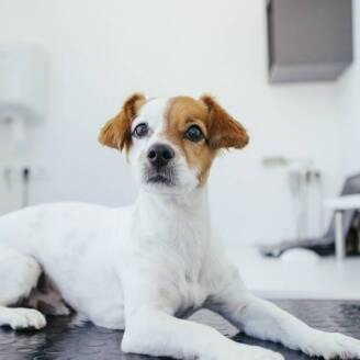 Ortopedia weterynaryjna – Przychodnia weterynaryjna w Chorzowie